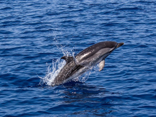 Delfinii se vindeca incredibil de repede