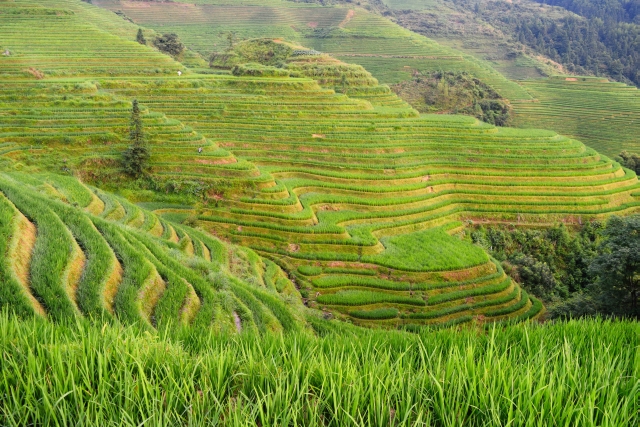 Frumusetea Chinei
