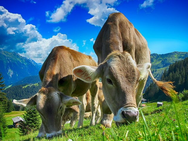 In Kenya, unii oameni beau sange de vaca