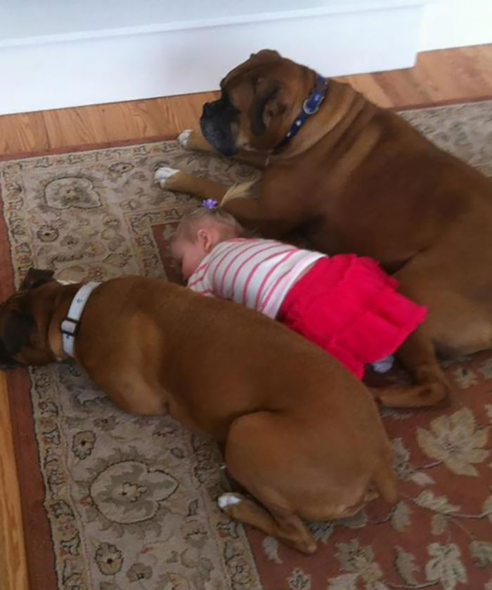 Iubirea neconditionata a cainilor, in imagini sugestive