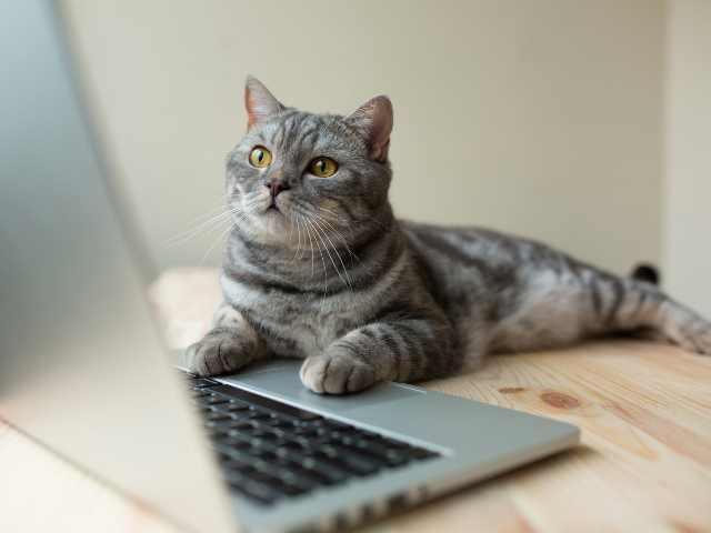 O pisica care lucreaza constiincioasa