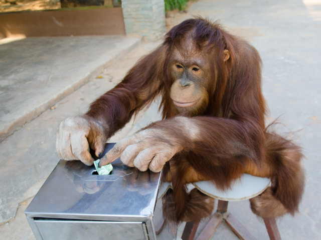 Cel mai simpatic cimpanzeu