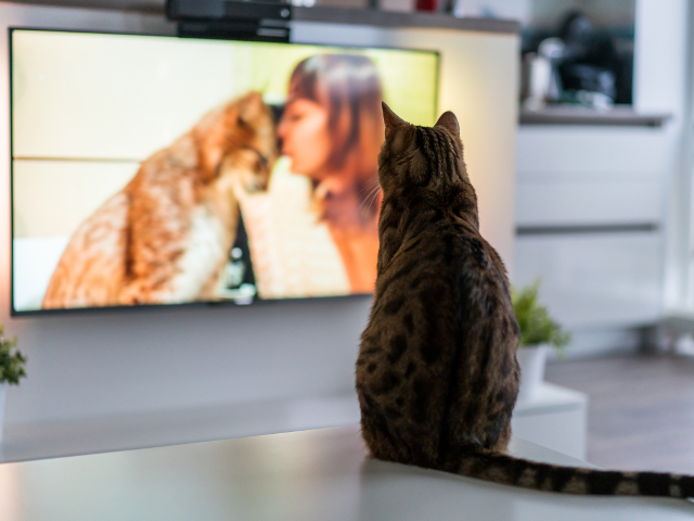 Pisicile adora sa se uite la TV...
