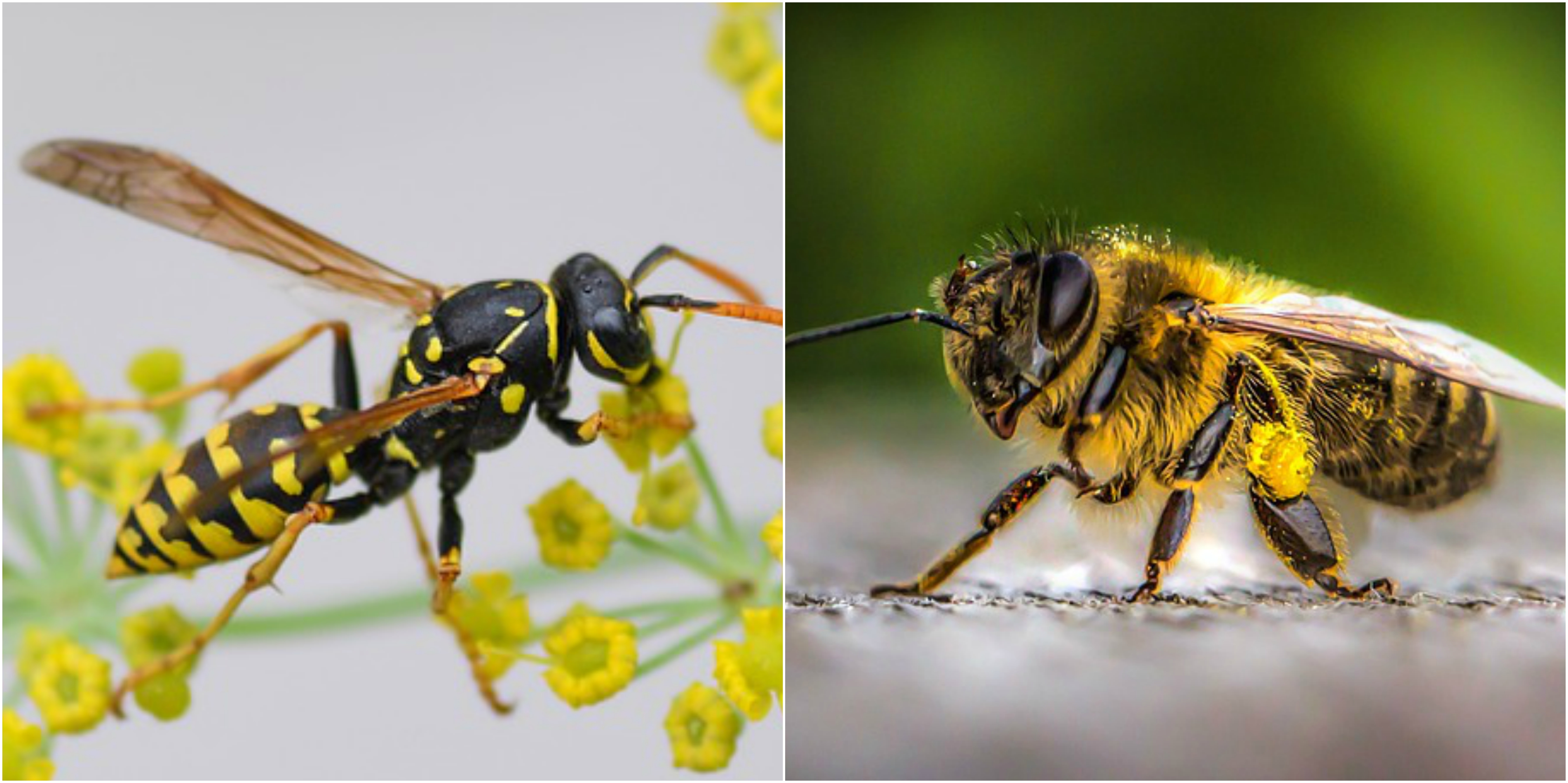 Infatisarea viespilor si a albinelor