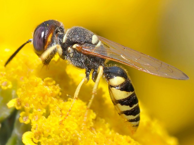 Intepatura de viespe vs intapatura de albina