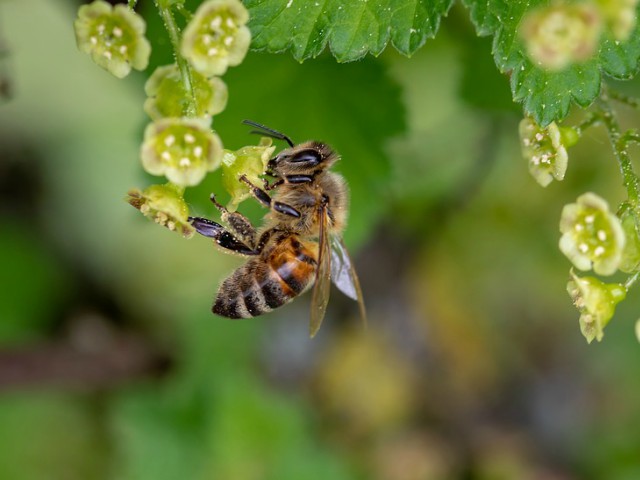 Modul de hrana al viespilor si albinelor