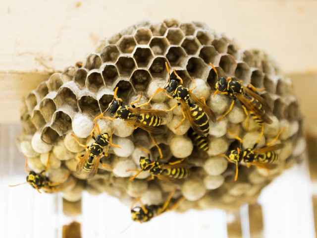 Cum isi fac cuiburile viespile si albinele