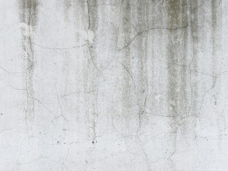 Lupta impotriva mucegaiului