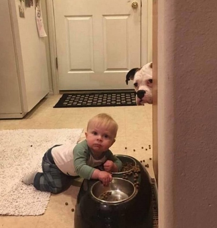 De ce nu ar manca si oamenii din mancarea cainilor, daca invers se intampla mereu?