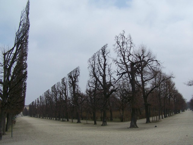 Copaci perfect taiati