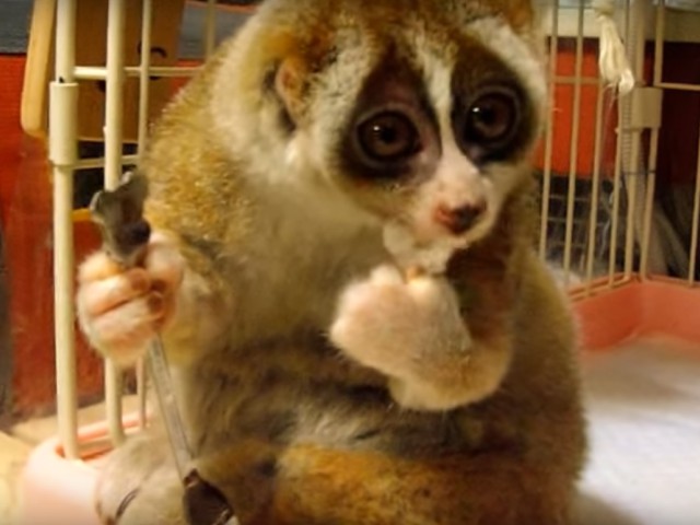 Lorisul greoi (lenesul)