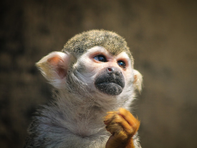 Maimutele, cele mai expresive