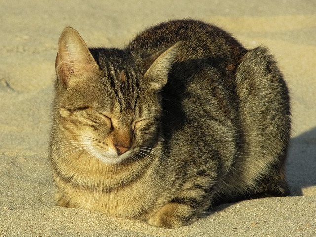 I se citeste multumirea pe chip