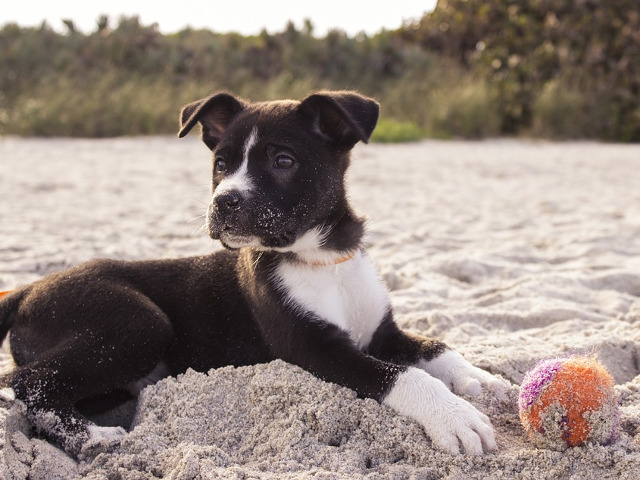 Mereu cu ochii in patru