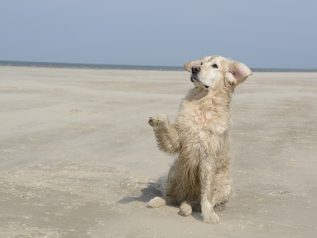 Cel mai simpatic caine de plaja