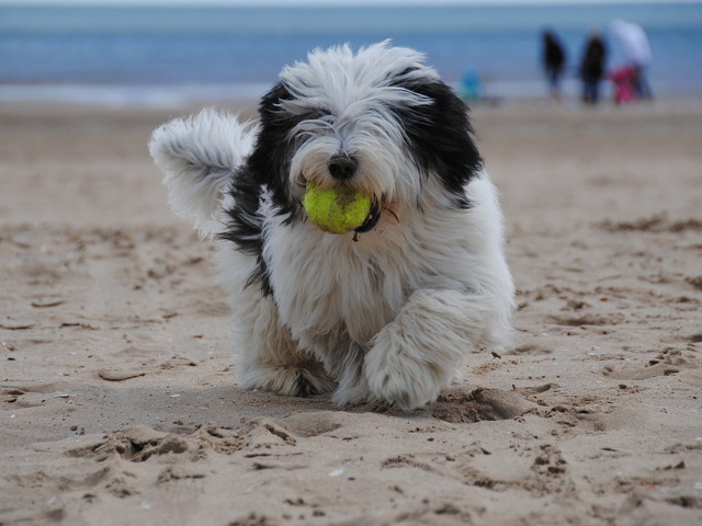 Mingea pare sa fie jucaria preferata a cainilor pe plaja