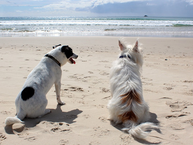 Un moment de ragaz pentru a admira marea