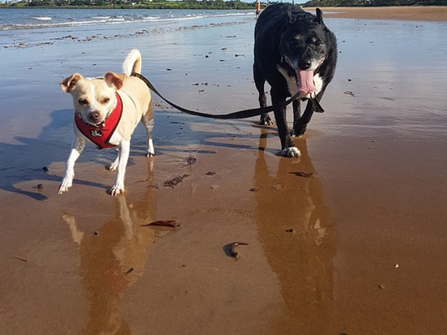 La o plimbare cu lesa