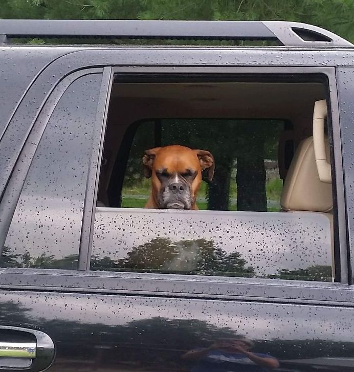 Un caine deloc fericit cand e luat din parc