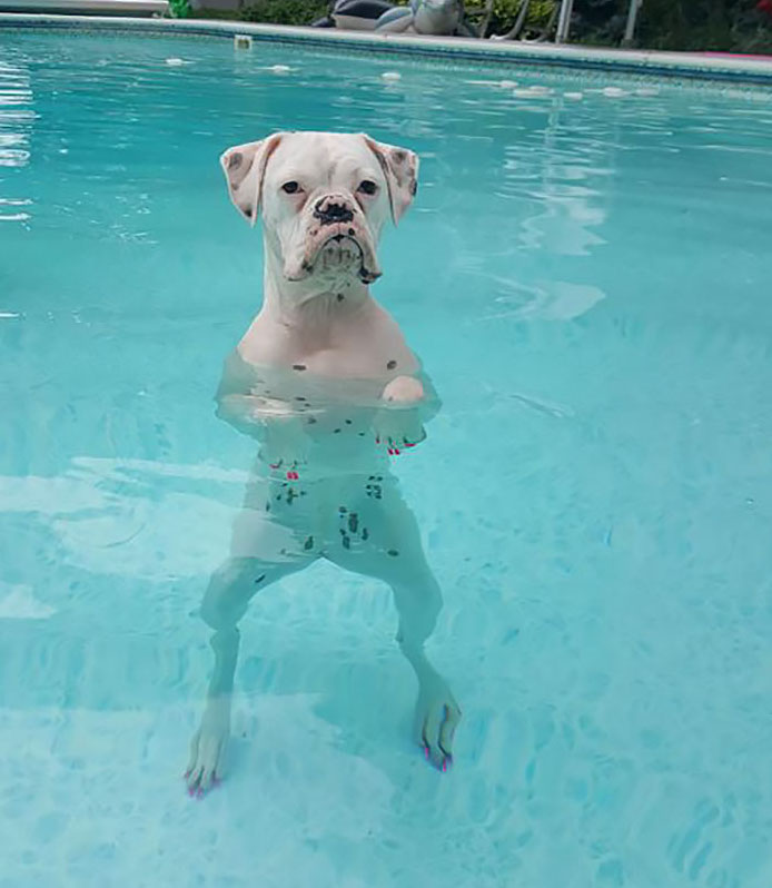 Cainii stiu foarte bine sa se relaxeze