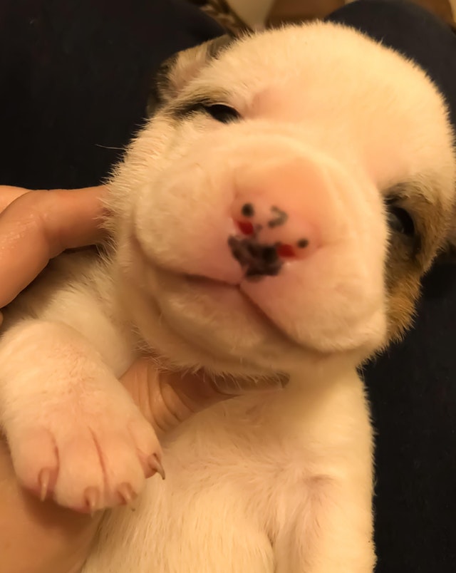 Un pui de catelus dragalas