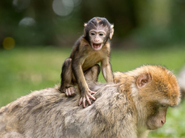 Luata prin surprindere