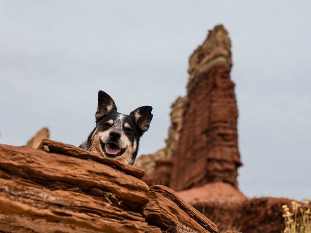 Asa arata un caine fericit