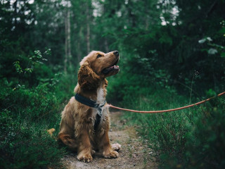 Ingrijitor de animale