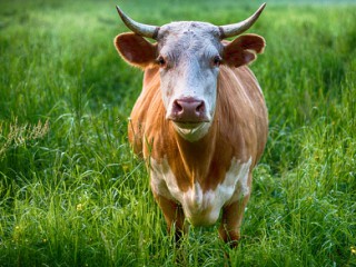 O vaca retinuta sub acuzatia de crima