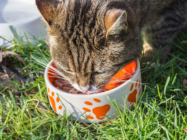 Hranirea pisicilor cu mancare uscata si carne in acelasi timp