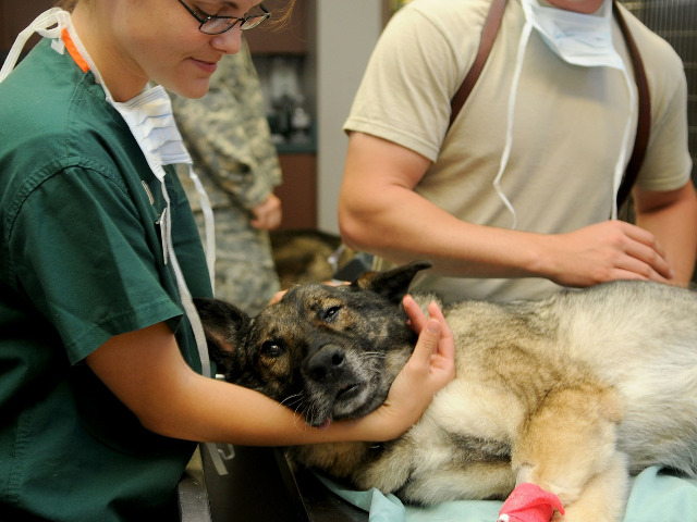 Vizita la medicul veterinar mai putin de o data pe an