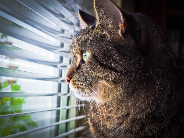 Pisica nu trebuie sa stea langa o fereastra deschisa