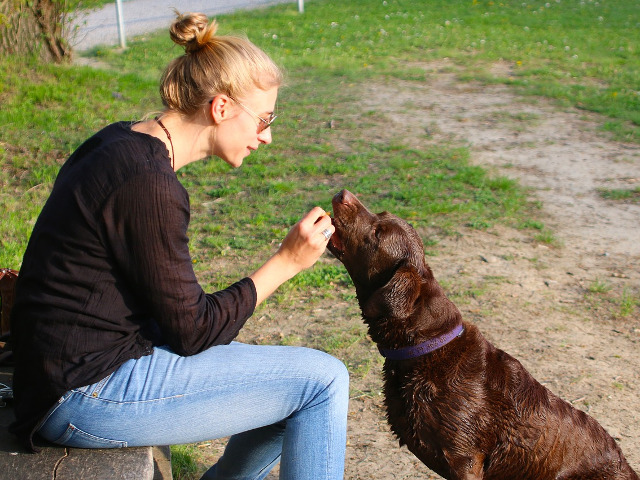 Hranirea cainilor cu alimente nepotrivite