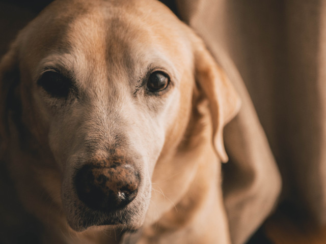 Sa lasi un caine inchis prea mult timp