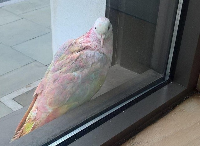 Un porumbel colorat in Londra