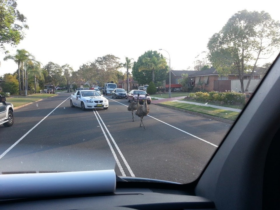 O zi normala in Australia: politia urmarind doua pasari Emu