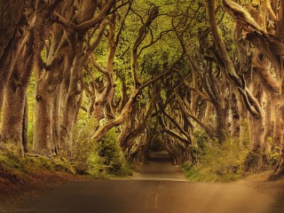Tunelul cu copaci: poate cea mai cautata locatie din Game of Thrones