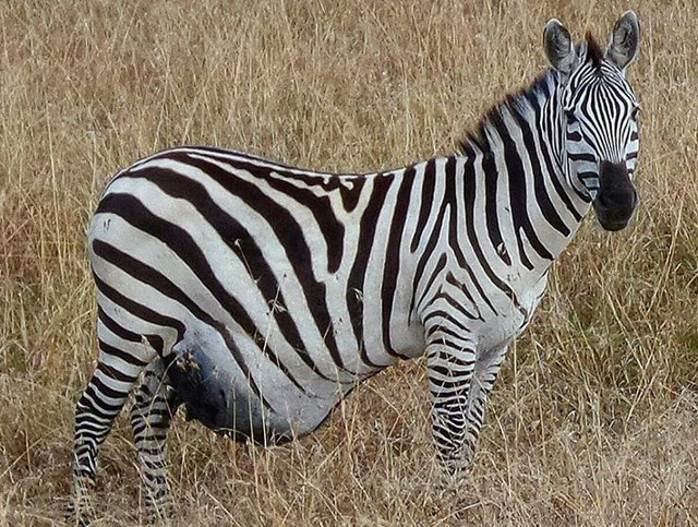 Zebra gestanta
