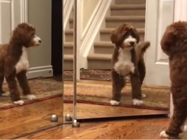 Reactia unui caine cand isi vede reflexia in oglinda