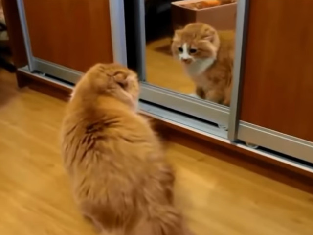 Nici pisicile nu se lasa mai prejos cand se vad in oglinda