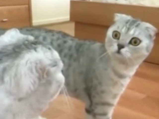 O pisica, luata prin surprindere