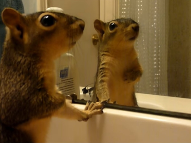 Reactia adorabila a unei veverite