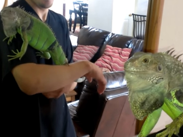 Reactia unei iguane cand se observa in oglinda