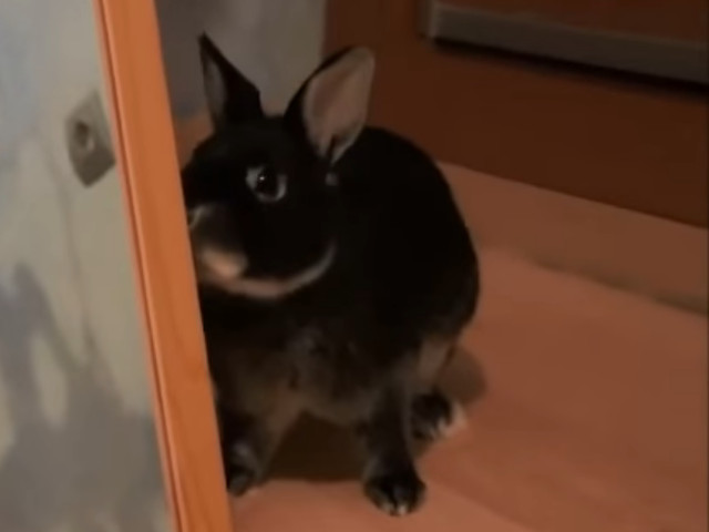 Si iepurasii reactioneaza cand se vad in oglinda