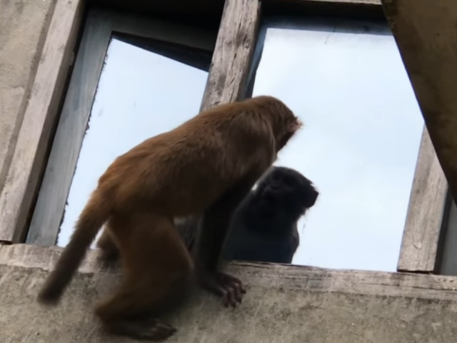 Reactia amuzanta a unei maimute cand se vede in oglinda