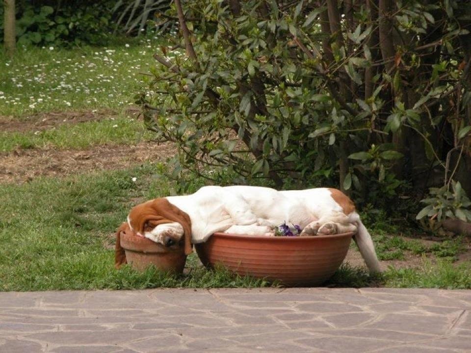 Se pare ca nu doar florile stau in ghivece