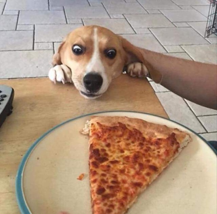 Pare ca vrea niste pizza
