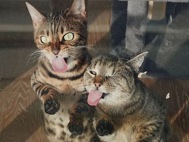 Nu-i asa ca sunt adorabile?