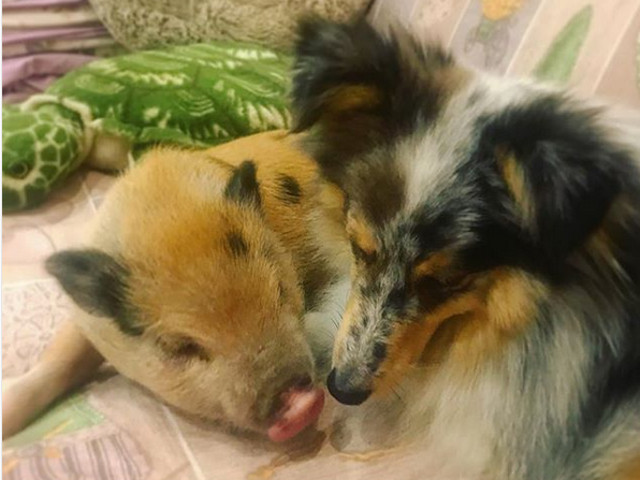 Prietenia nu tine cont de specie