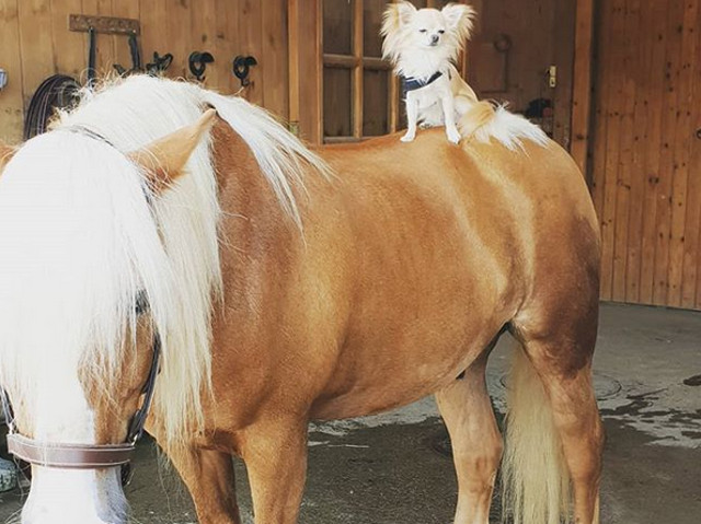 Singura diferenta este marimea